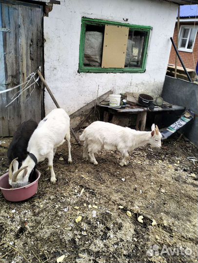 Коза с козлятами