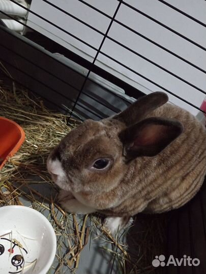 Продам кролика породы карликовый рекс