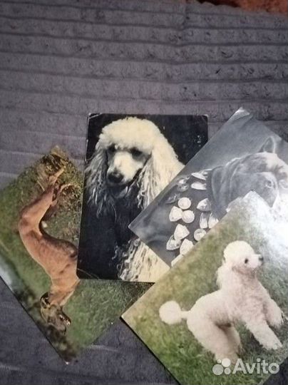 Открытки с собаками