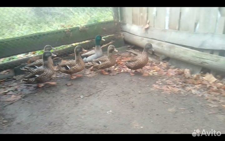 Подсадные утки Чубарые семеновскиетульские