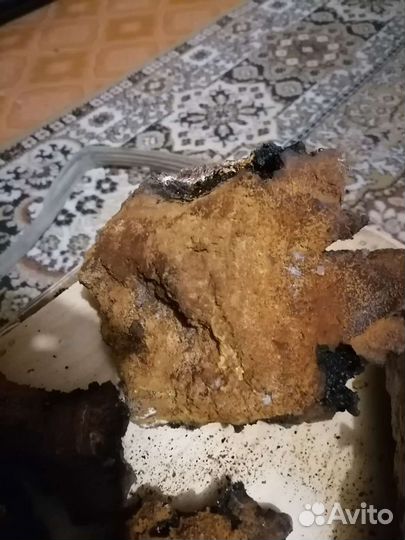 Чага берёзы