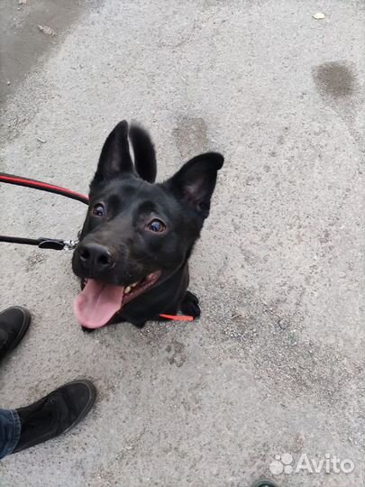 Годовалый пес ищет дом