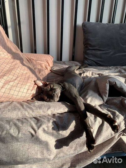 Канадский сфинкс вязка