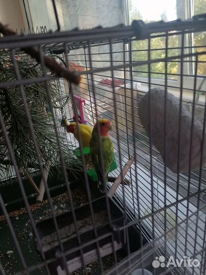 Неразлучникипопугай