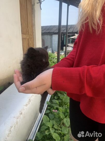 Котята в добрые руки бесплатно