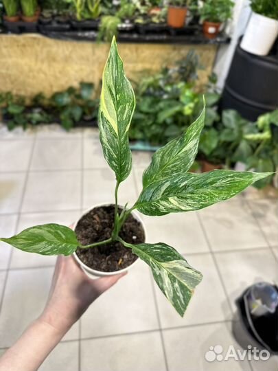 Спатифиллум даймонд