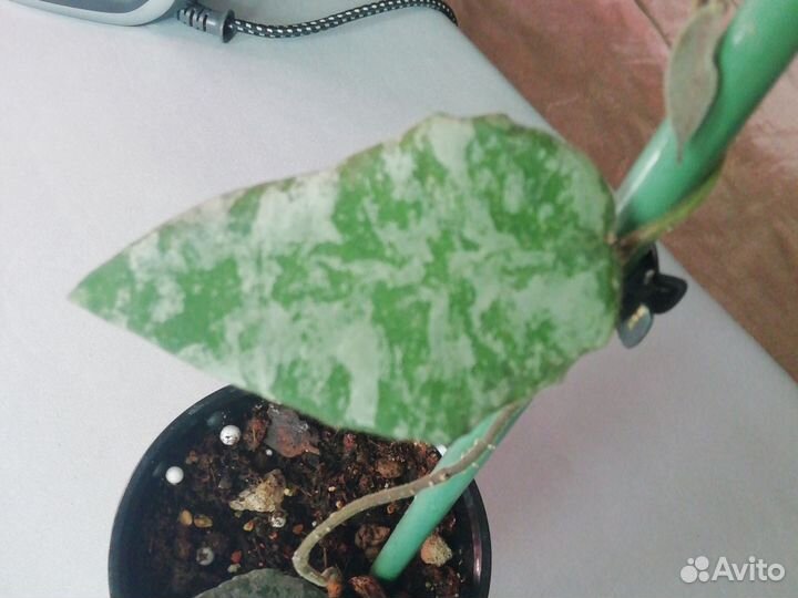 Хойя кондулата голд