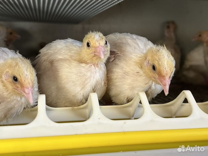 Перепела белый гигант