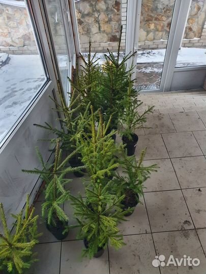 Ель европейская