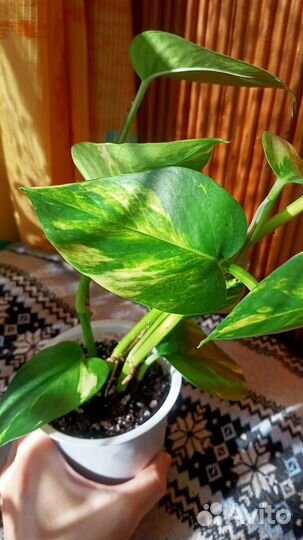 Эпипремнум золотистый