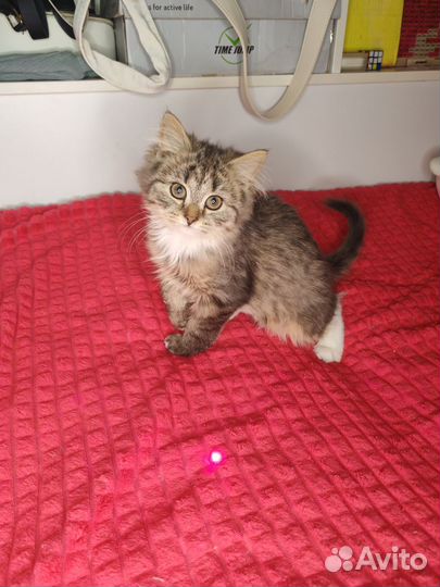 Британские котята