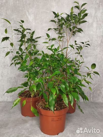 Фикусы на подарок