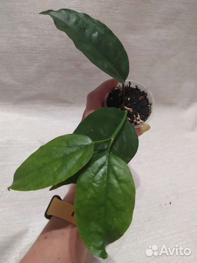 Хойи Лазианта, Акута, Waymaniae Malaisia