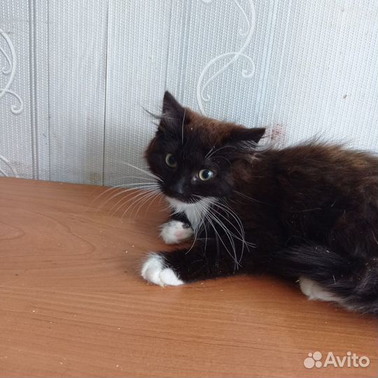 Котёнок Длиношерсткий Мальчик Бесплатно