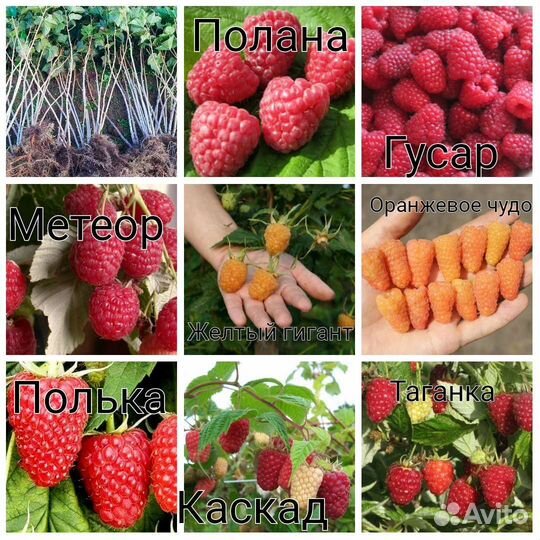 Саженцы Плодовых кустарников