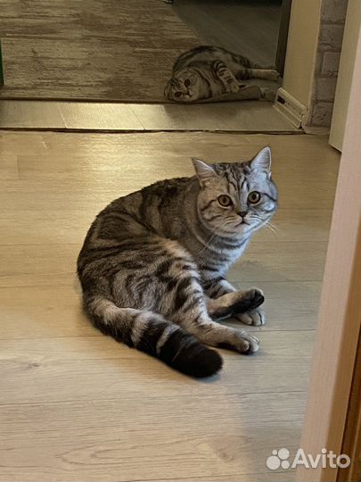 Шотландский кот, вязка