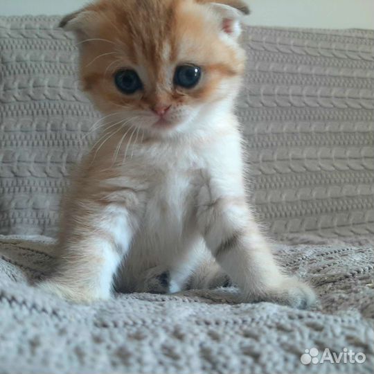 Котята британской шиншиллы