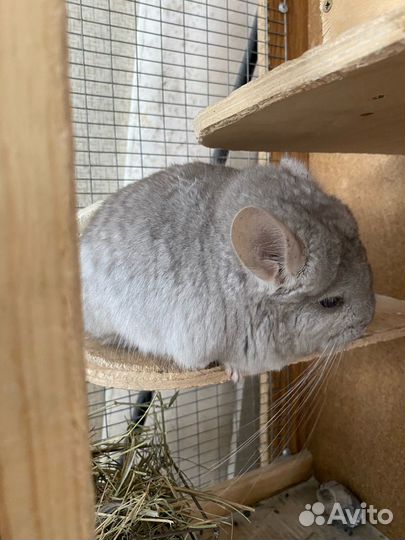 Ангорская шиншилла носитель сапфира