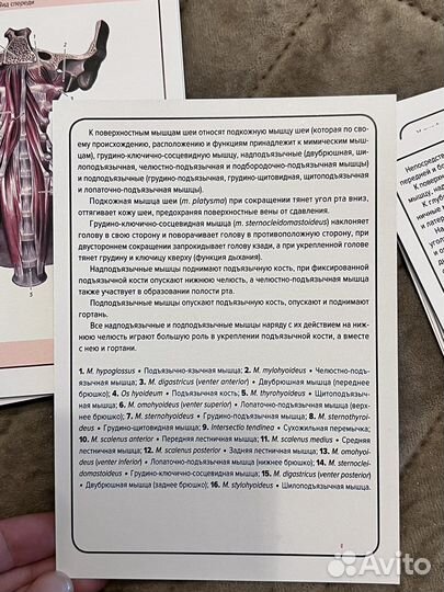 Карточки по анатомии Сапин