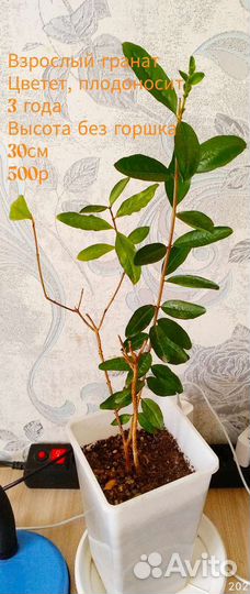 Комнатный карликовый гранат. Плодоносящий