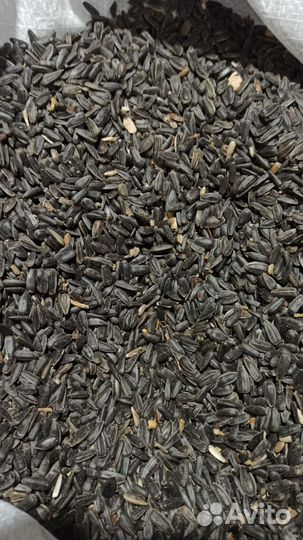 Семечки подсолнечника