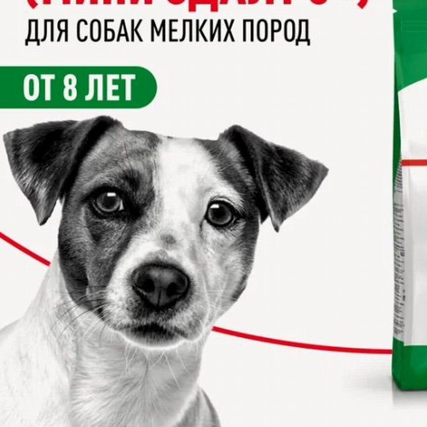 Корм для собак Royal Canin mini-adult джек рас 8 