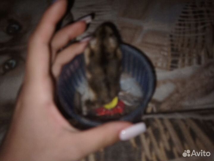 Хомяки джунгарские