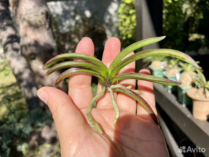 Neofinetia falcata Beniogi