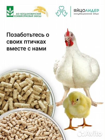 Комбикорм для бройлеров