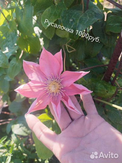 Саженцы клематиса