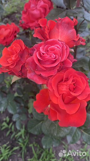 Кустовые розы