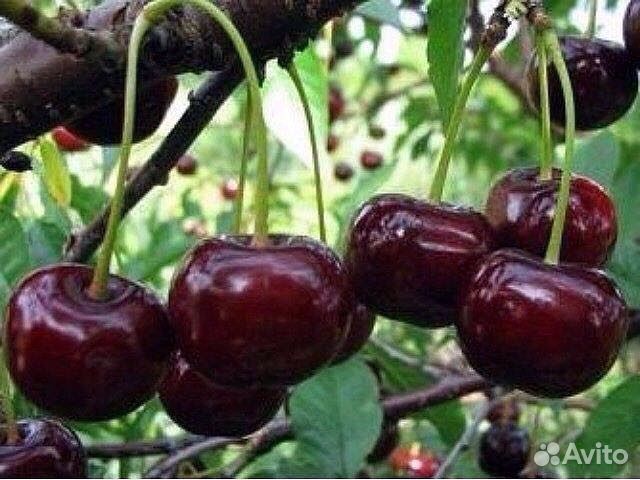 Саженцы плодово-ягодные