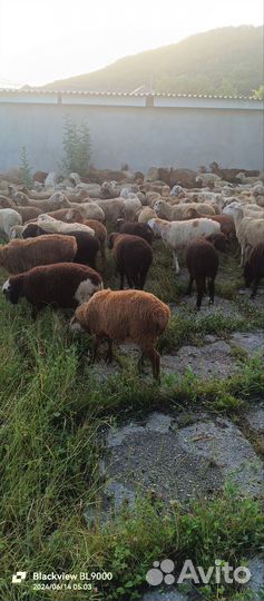 Овцы бараны ягнята