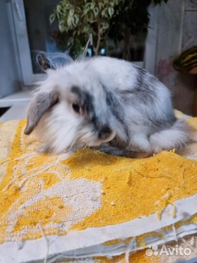 Декоративные кролики