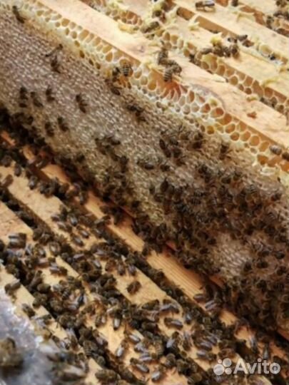 Чистейший мед Белой Акации