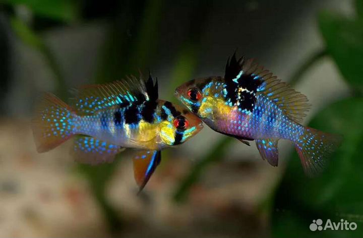 Меченосцы флаговые вуалевые,апистограммы Рамирези