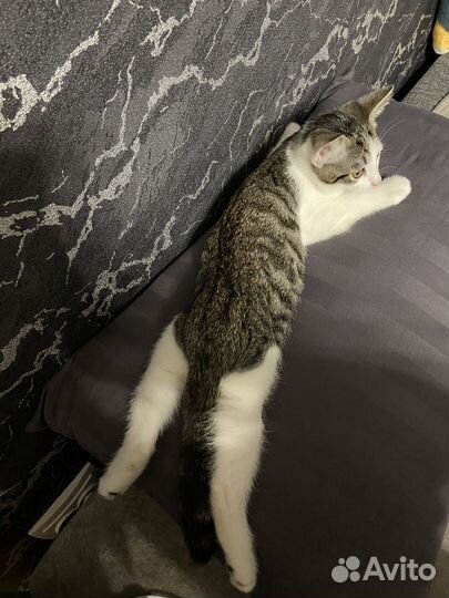 Отдам кота в добрые руки