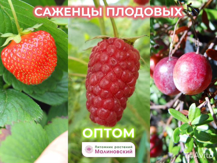 Опт Плодовые растения Саженцы Прямые поставки