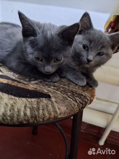 Котята в добрые руки бесплатно