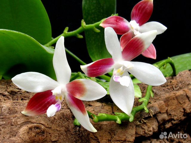 Орхидея Phalaenopsis Tetraspis