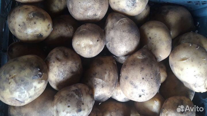 Картофель, яйцо домашнее, свекла