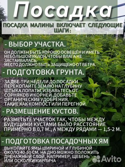 Саженцы Малины сорт Маравилла 100%