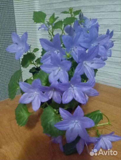 Кампанула