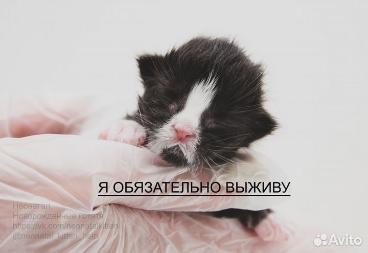 Передержка котят, консультация по выкорму