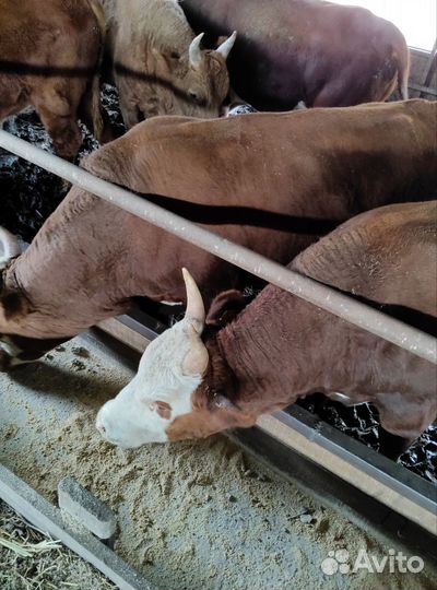 Продажа крс быки