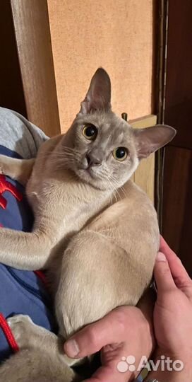 Котята европейской бурмы