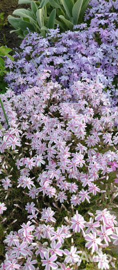 Флокс шиловидный Кэнди Страйпс