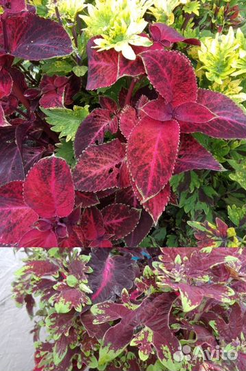 Колеусы вегетативные