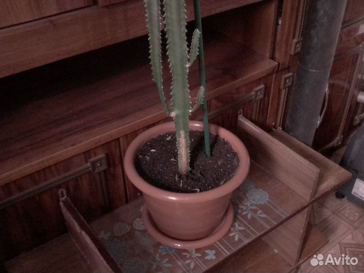 Эуфорбия (молочай трёхгранный)