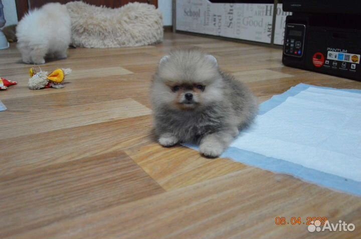 Померанский шпиц